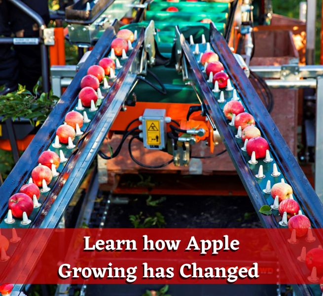 How apple growing has changed